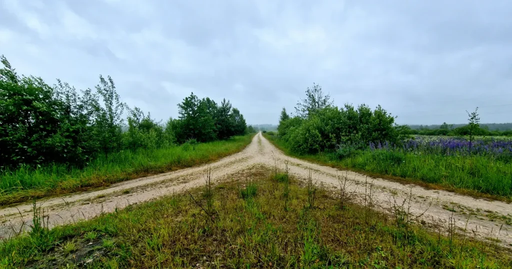 Dirt road splitting into two paths through green countryside, a picture of the SEO vs PPC choice